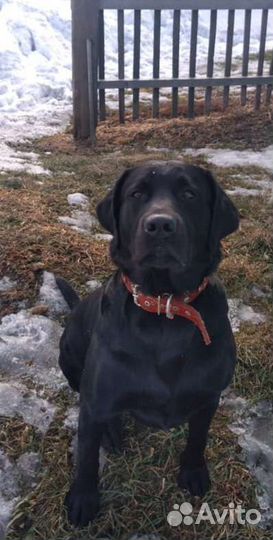 Вязка. Лабрадор