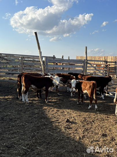 Телята бычки