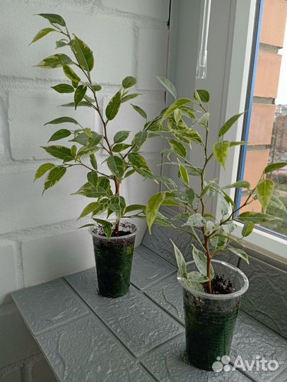 Фикус Бенджамина Николь