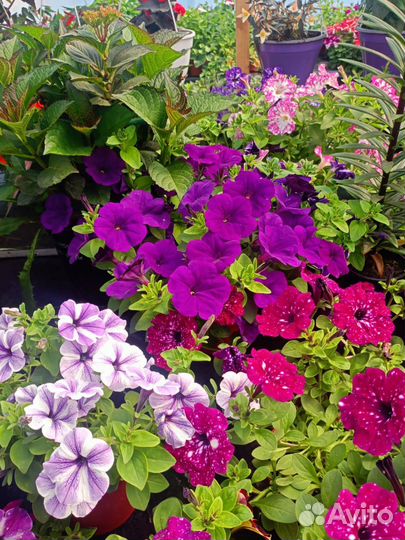 Ампельная петунья