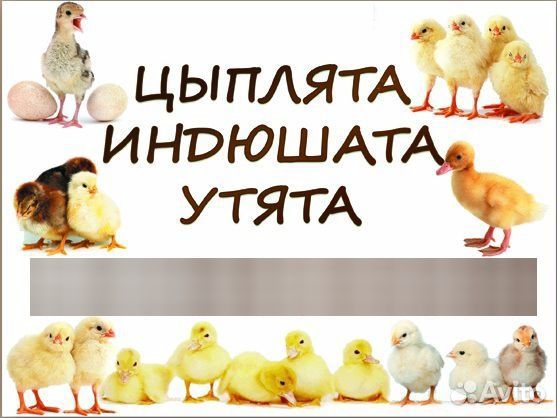 Петушки