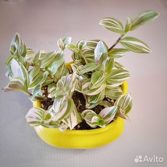 Традесканция альба, зебрина, белая, в горшке