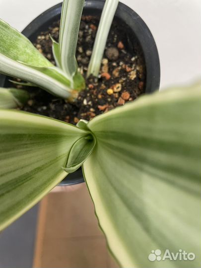 Сансевиерия металлика (манолин)