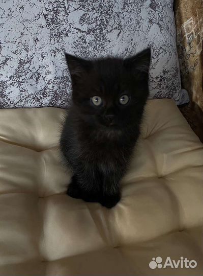 Британская кошка