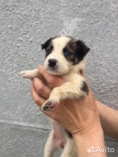 Щенки-девочки ищут дом