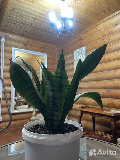 Сансевиерия