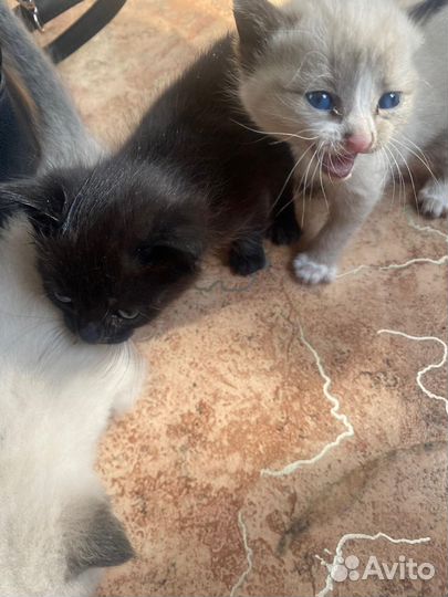 Бездомные котята