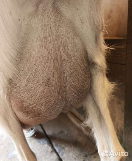 Козёл на покрытие. Дойная коза. Козлята