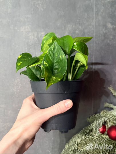 Сциндапсус золотистый / ауреум