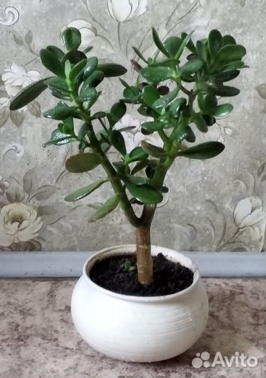 Комнатные цветы