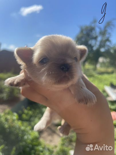 Щенки пекинеса