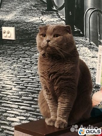 Для вязки кошек. Шотландский вислоухий кот Sfs-а