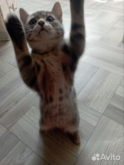 Котёнок мальчик в добрые руки
