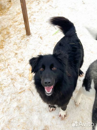 Собака девочка