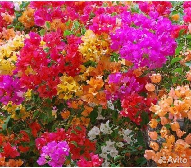 Бугенвиллия