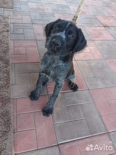 Метис дратхаара