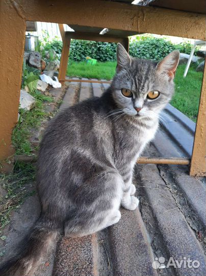 Шотландская кошечка