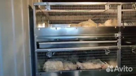 Утепленный перепелятник с клетками на 400 голов