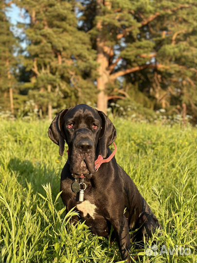 Собака для фотосессии