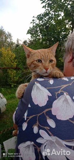 Спасите Рыжика с дачи