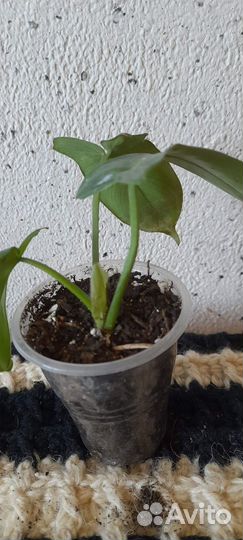 Комнатные растения цветы