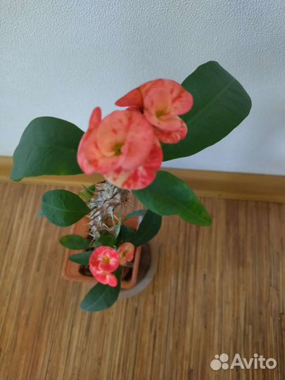 Молочай миля крупноцветковый