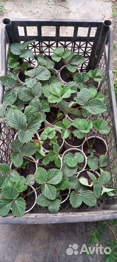 Рассада многоразовой клубники виктория