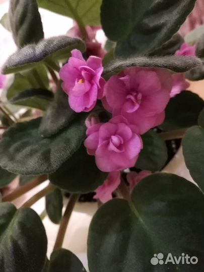 Фиалка цветущая розовая