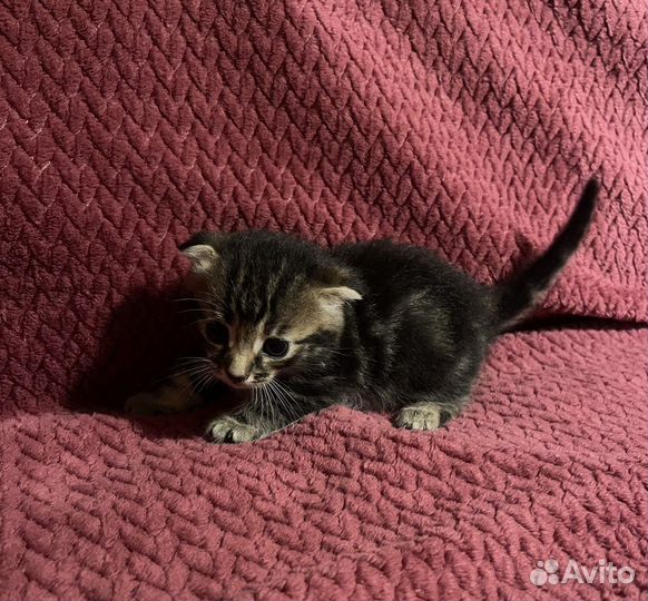 Котята манчкин