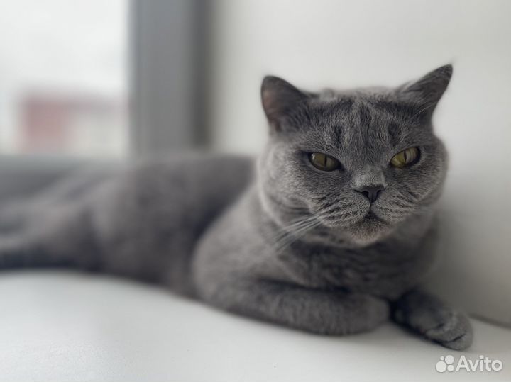 Британская кошка