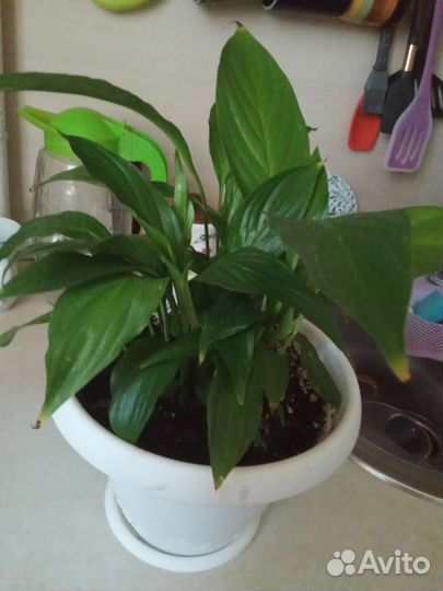 Спатифиллум, фикус