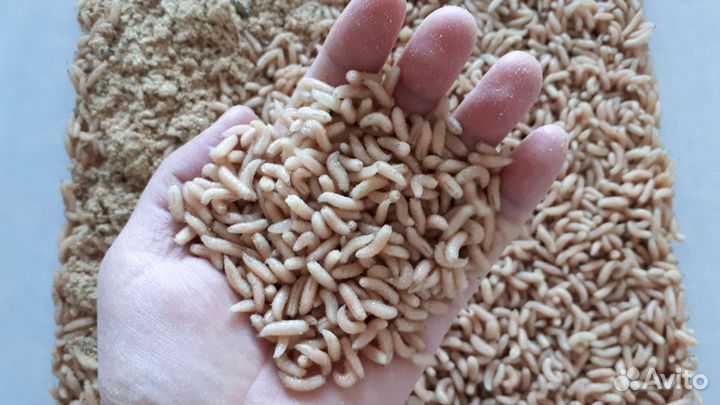 Опарыш, черви, дендра