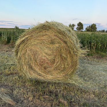 Сено в тюках