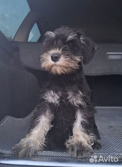 Цвергшнауцер щенки