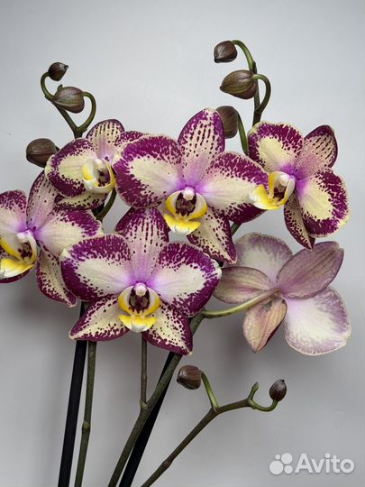 Орхидея фаленопсис