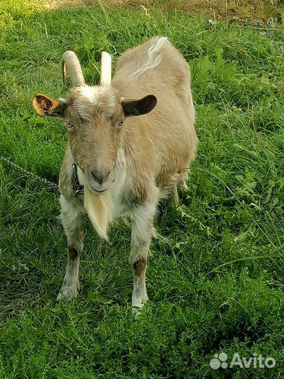 Коза дойная