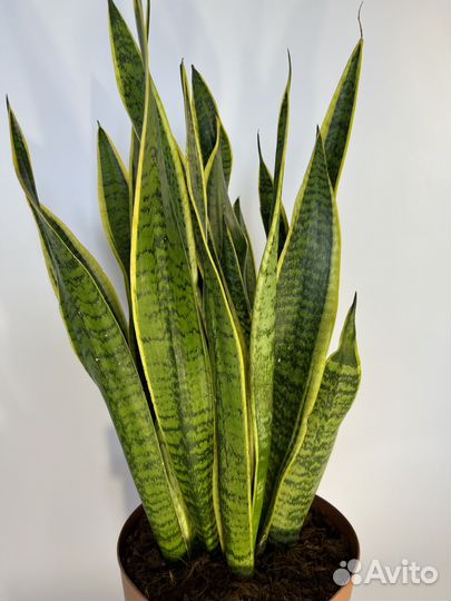 Сансевиерия Лаурентия 21/70