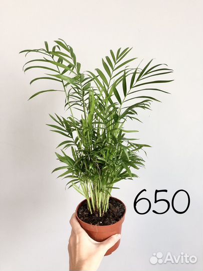Пальма Хамедорея