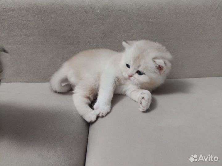 Шотландские котята