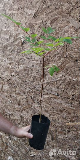 Бархат Амурский