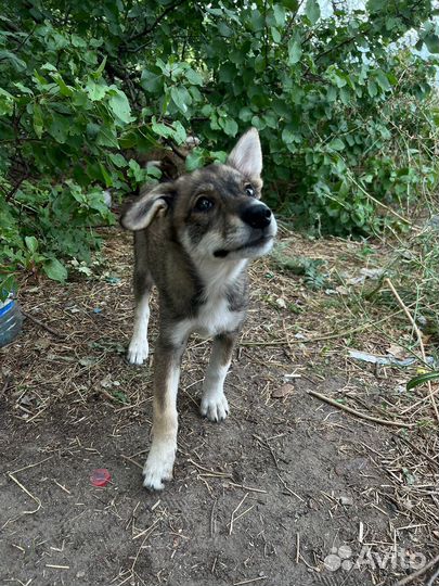 Отдам даром щенка