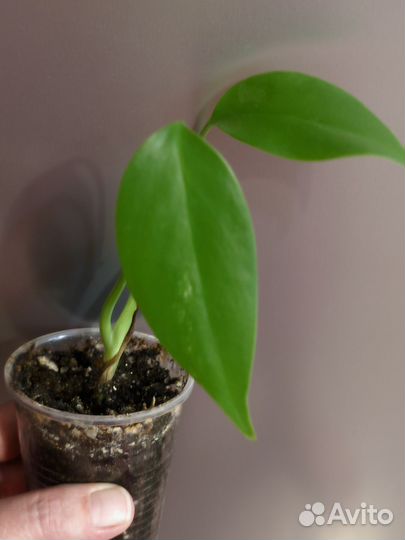 Сингониум яичница вар