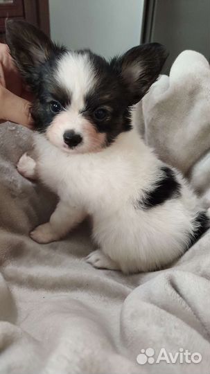 Щенки Папийоны