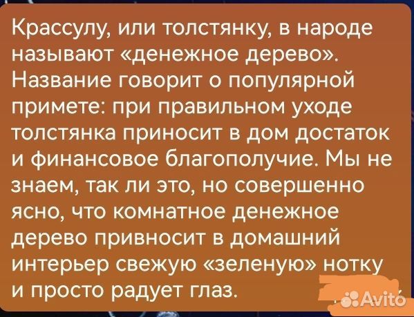 Крассула толстянка (денежное дерево)