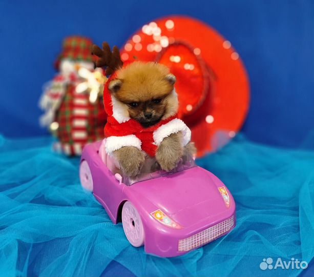 Щенки шпиц мальчики и девочки