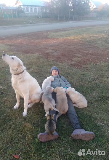 Щенки алабая