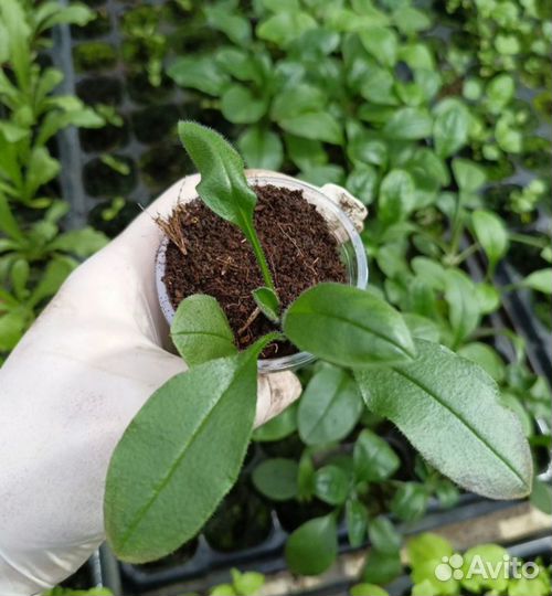 Цветы для Вашего прекрасного сада