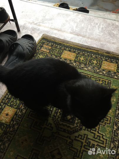 Черный котенок