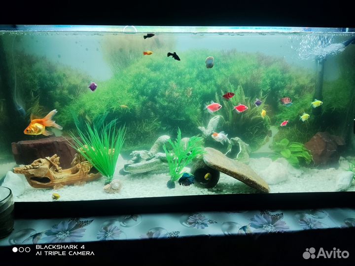 Аквариум 240 литров с всем содержимым