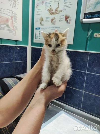 Кошка и котята